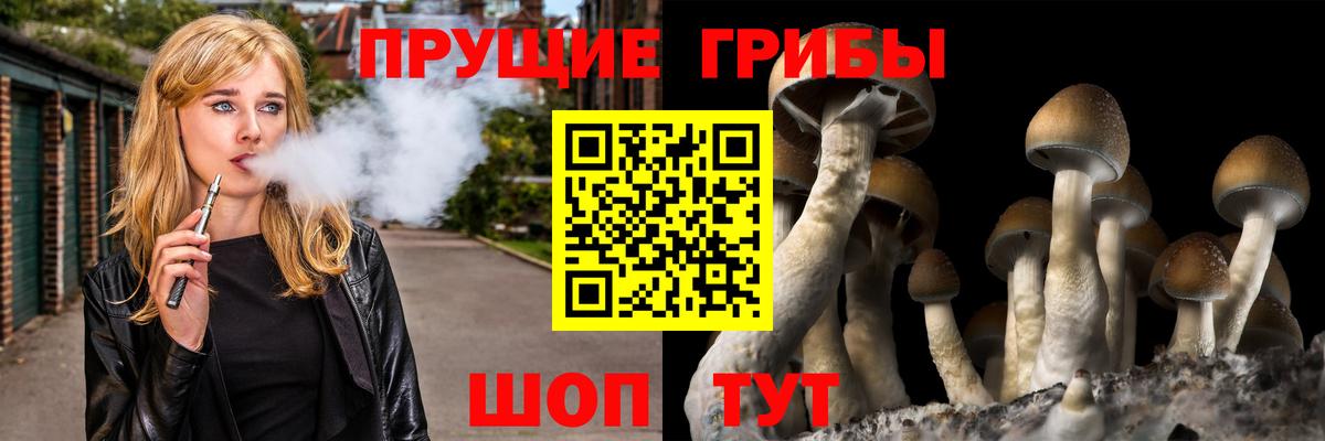 Галлюциногенные грибы GOLDEN TEACHER Чернушка